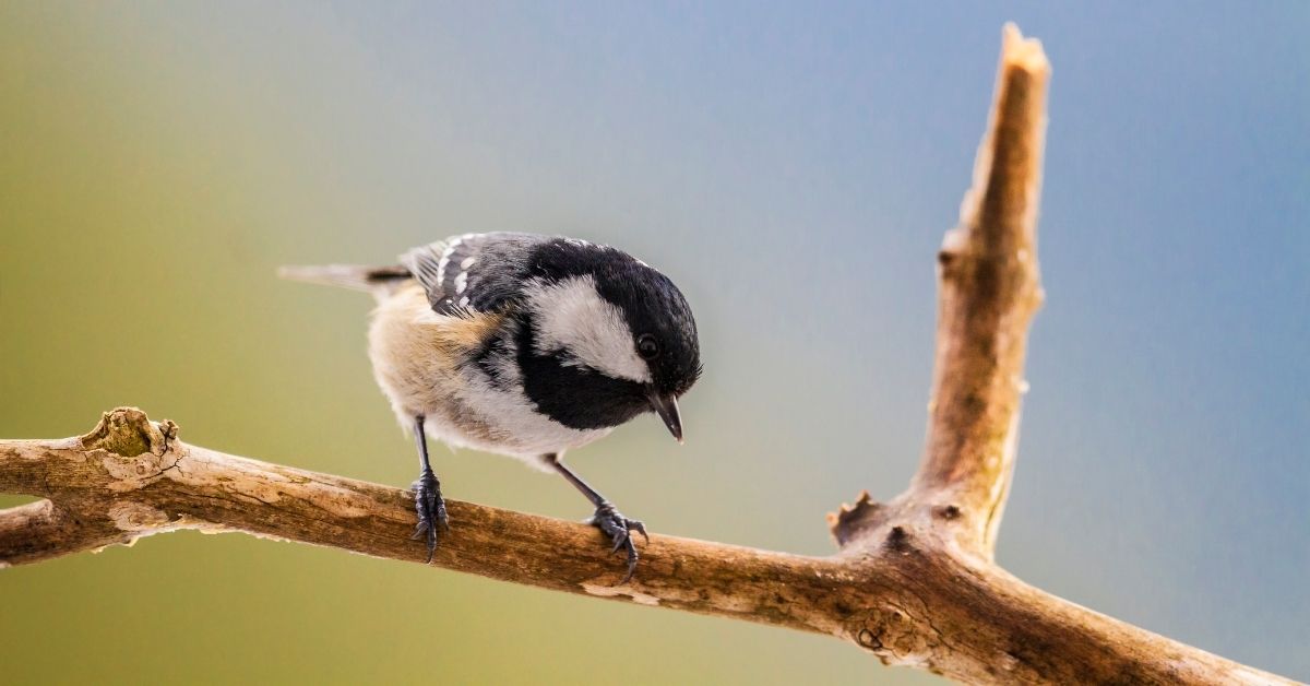 A Guide to British Tits - How to Identify a British Tit