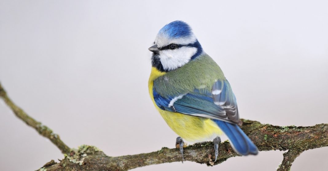 A Guide To British Tits - How To Identify A British Tit 