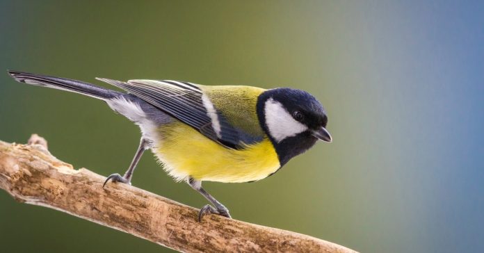 A Guide to British Tits - How to Identify a British Tit | Happy Beaks