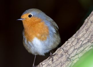 Helpful Animals to Encourage to your Garden