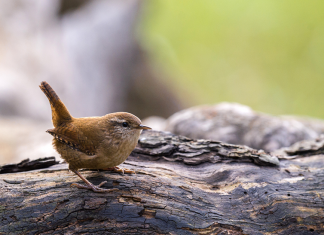 10 fun facts about birds