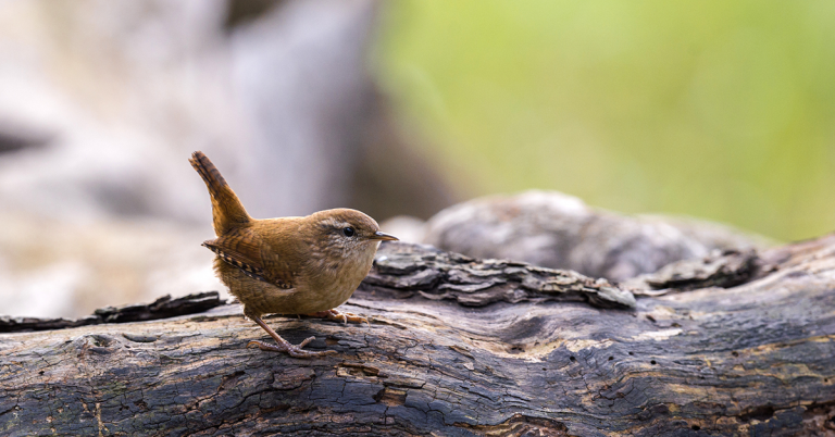 10 fun facts about birds - Happy Beaks Blog