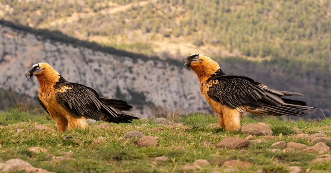 Interesting Facts About The Bearded Vulture - Happy Beaks Blog