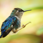 Bee-hummingbird