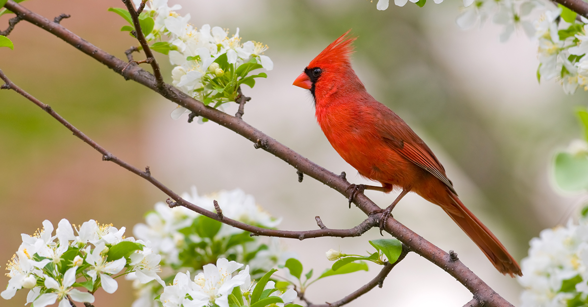 11 Interesting Cardinal Bird Facts You Should Know - Birds and Blooms