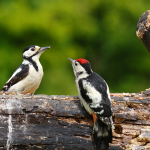 Guide to British Woodpeckers