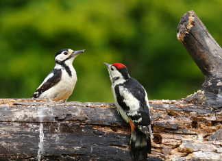Guide to British Woodpeckers