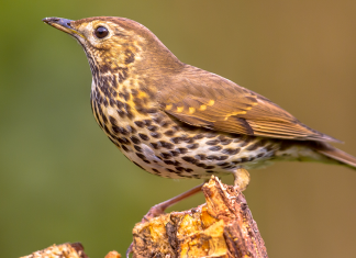Guide to British thrushes