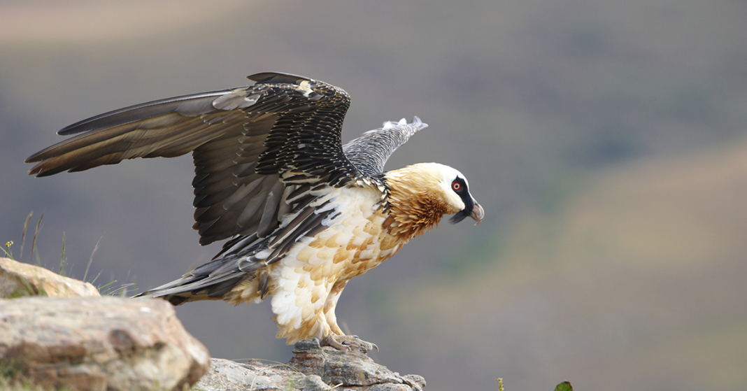 Interesting Facts About The Bearded Vulture - Happy Beaks Blog