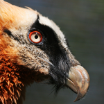 Interesting facts about the bearded vulture