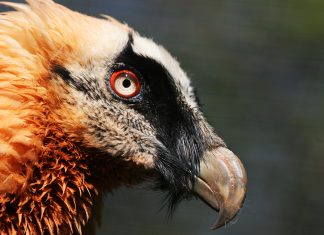 Interesting facts about the bearded vulture