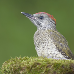 Juvenile Green Woodpecker