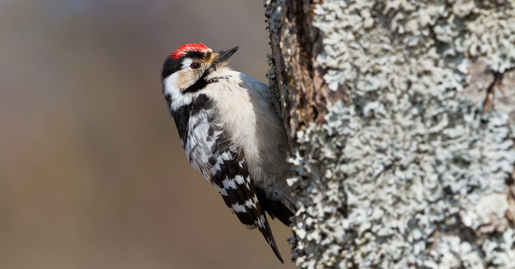 Guide to British Woodpeckers - Happy Beaks Blog