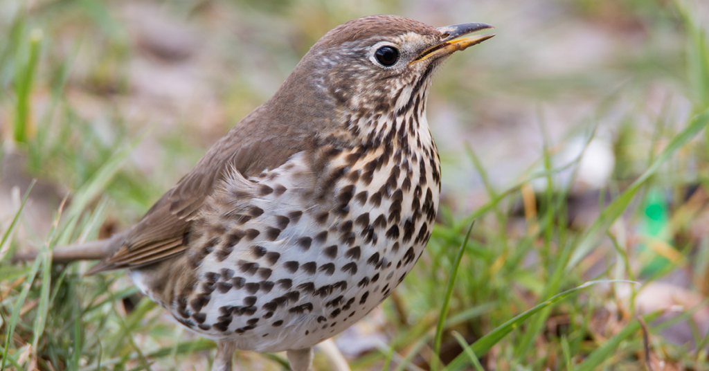 guide-to-british-thrushes-happy-beaks-blog