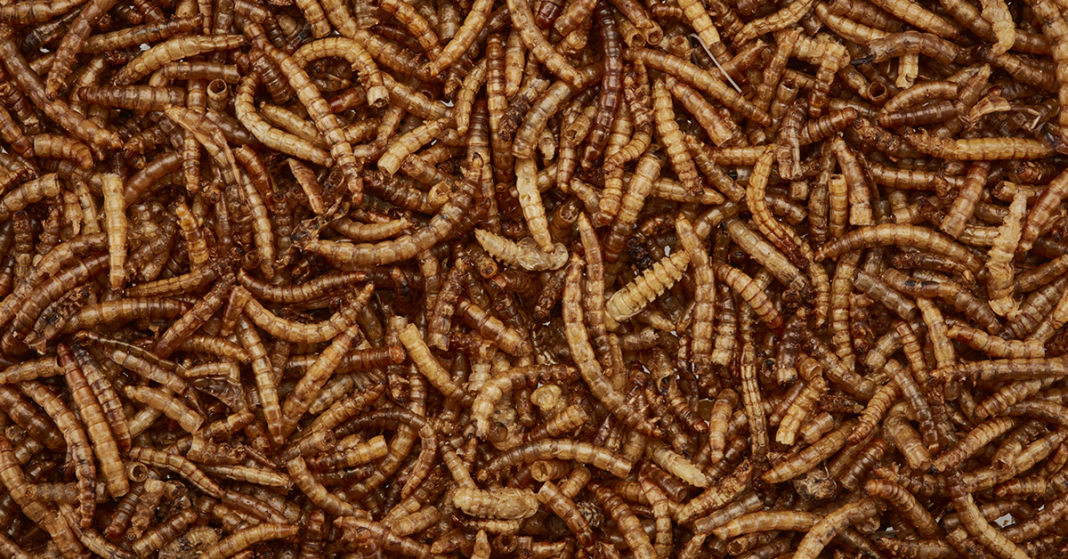 Guide to Mealworms Happy Beaks Blog