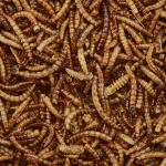 What are mealworms