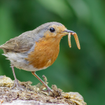 Which birds like mealworms
