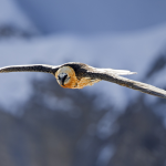 Why was the bearded vulture eradicated from the Alps