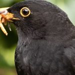 WildlifeKate blackbird