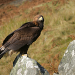 Eagles in Britain