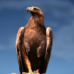 History of the golden eagle in Britain
