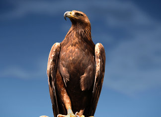 History of the golden eagle in Britain