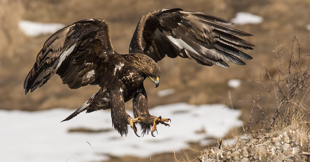 History of the golden eagle in Britain Happy Beaks Blog