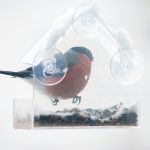 male-bullfinch-in-window-bird-feeder