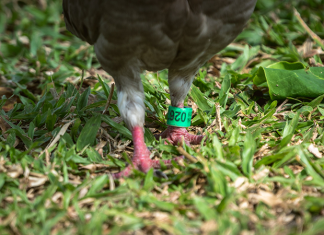What is bird ringing?