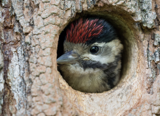 Fascinating British Wildlife