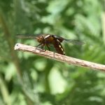 dragonfly-perching-overlooking-pond