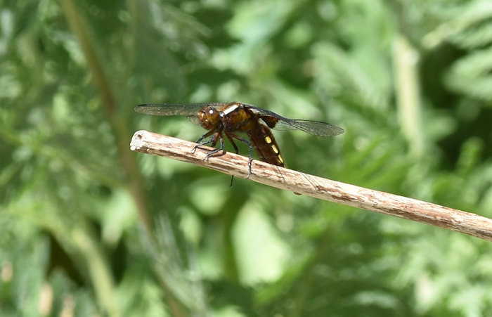 four spotted chaser sitting on a perch over a pond