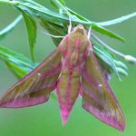 elephant-hawk-moth-nick-martin