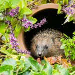 hedgehog-in-a-flowerpot-lead