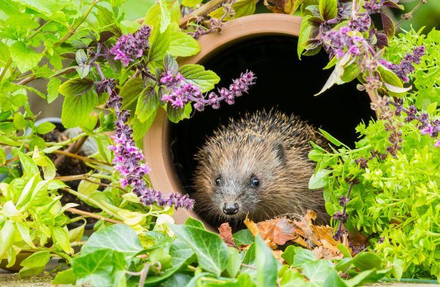 The greatest garden wildlife blogs - Happy Beaks Blog