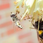 pied-hoverfly-garden