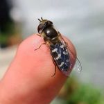 pied-hoverfly-on-finger