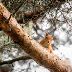 red-squirrel-in-a-tree