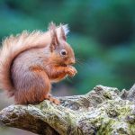 red-squirrel-on-log