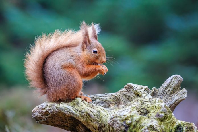 The greatest garden wildlife blogs - Happy Beaks Blog