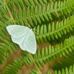 small-emerald-moth-fern