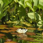 water-lily-in-pond