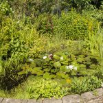 wildlife-pond-garden