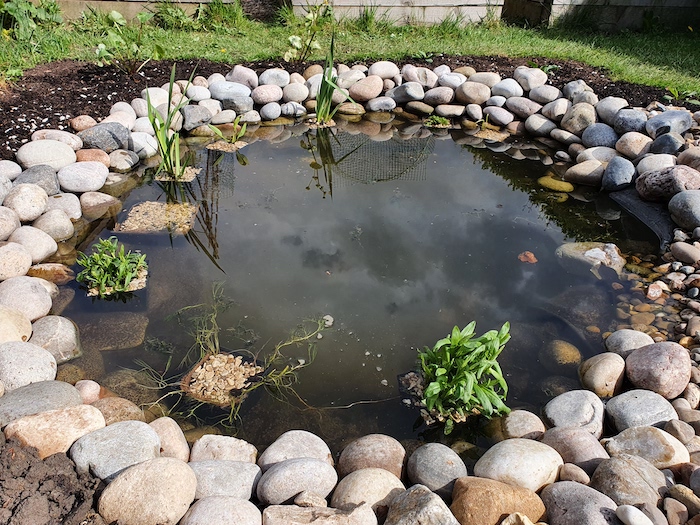 Wildlife pond with plants surrounded by stones