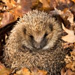 hedgehog-curled-up-leaves