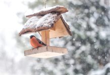 What to feed wildlife in winter