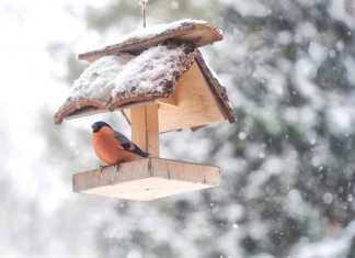 What to feed wildlife in winter