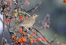 What is the Big Garden Birdwatch? Song thrush, Turdus philomelos, single bird on rowan berries, West Midlands, December 2010