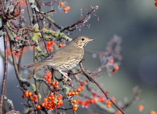 What is the Big Garden Birdwatch? Song thrush, Turdus philomelos, single bird on rowan berries, West Midlands, December 2010
