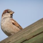HB-Blog-house-sparrows